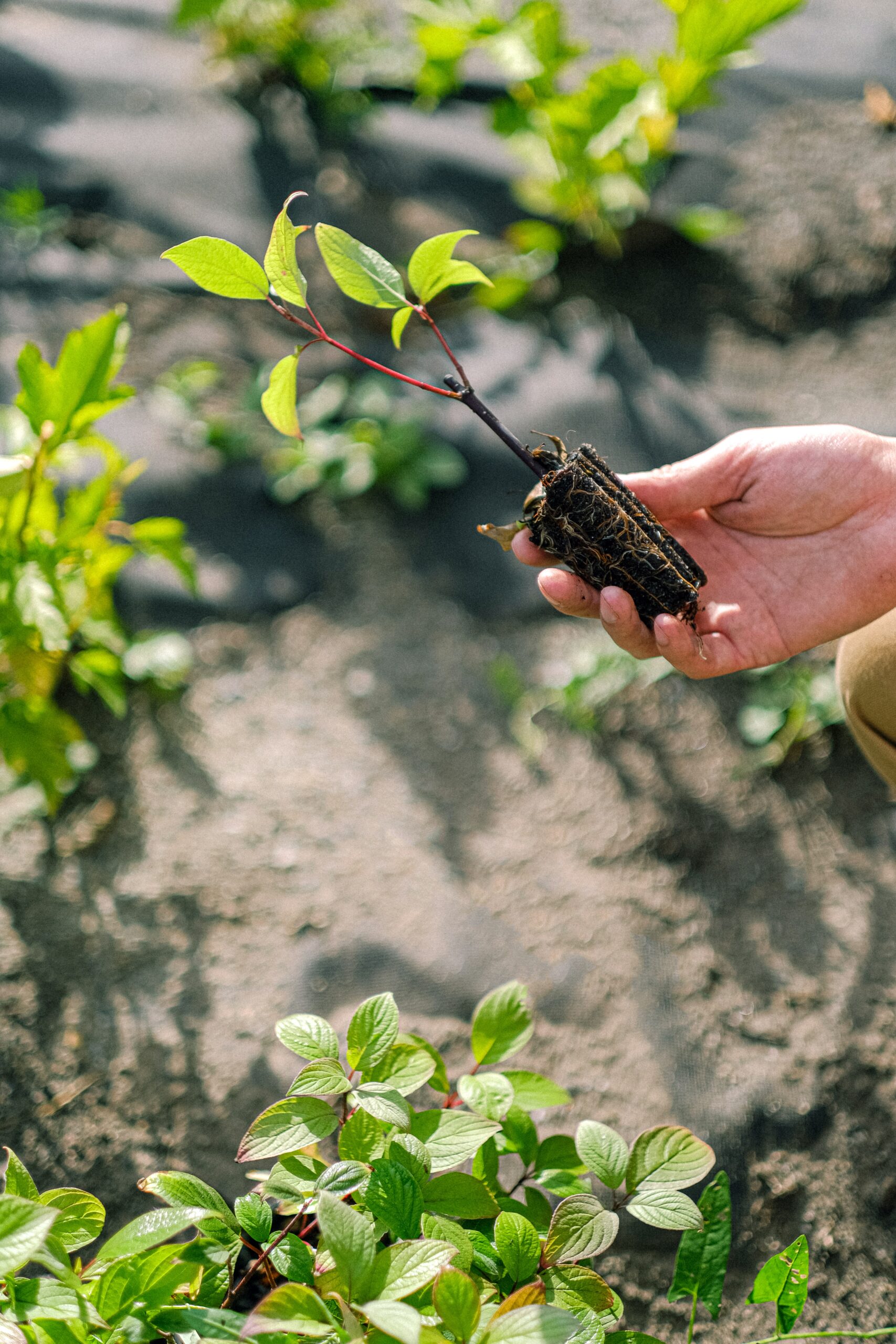 Offshoots, seedlings and other inputs